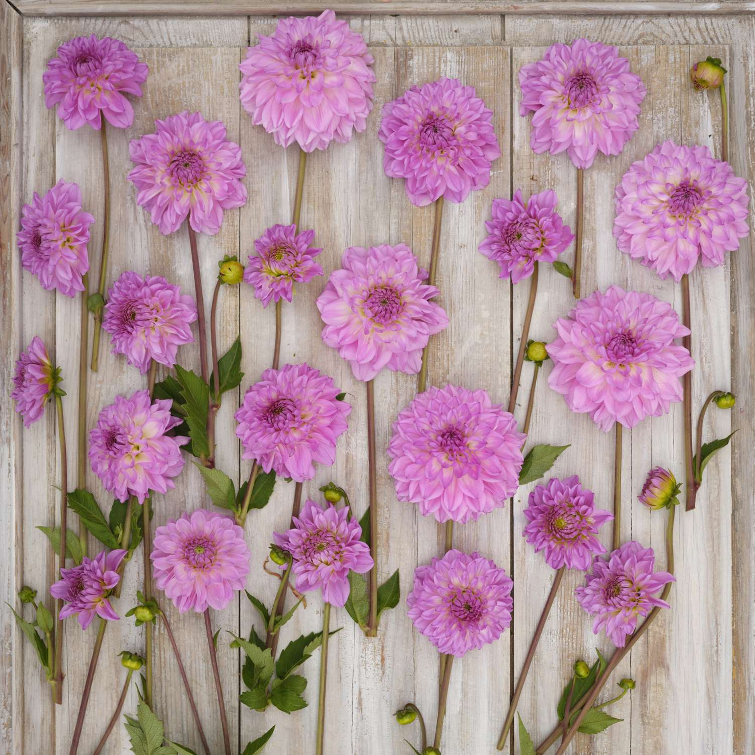 Dahlia 'Pink Ardour'